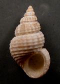 Alvania cimicoides